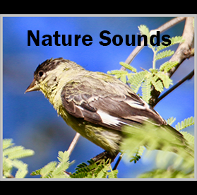 Nature Sounds bird in the image