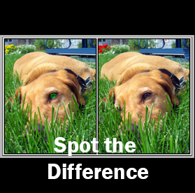 spot the difference dog lying in the grass
